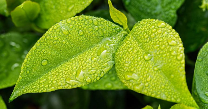 穀雨節氣到來，象徵接下來也會慢慢進入多雨的季節。（圖／示意圖，翻攝自pixabay）